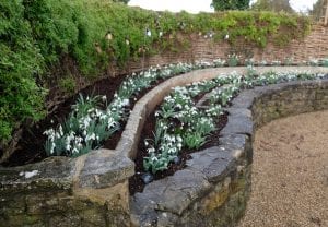 East Lambrook Manor, snowdrops, flowers, bulbs, Galanthus