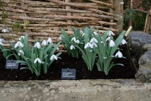 snowdrops, Galanthus, flowers, bulbs