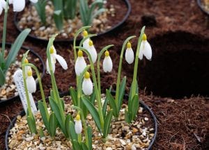 snowdrops, Galanthus, flowers, bulbs
