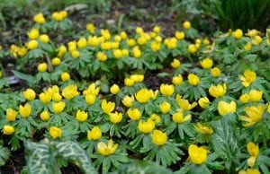 Eranthus, winter aconites, yellow flowers