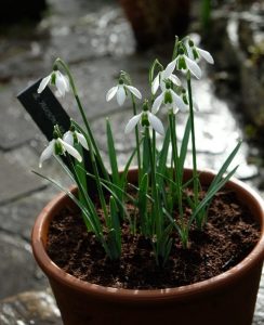 snowdrops, Galanthus, bulbs, flowers
