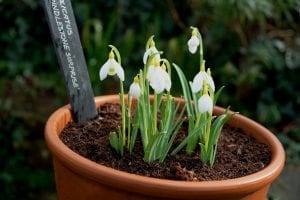 snowdrops, Galanthus, bulbs flowers