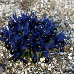 Blue iris, Iris reticulata 