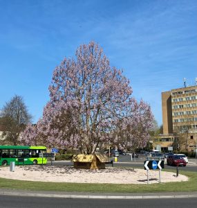 The foxglove tree, roundabout, yeovil