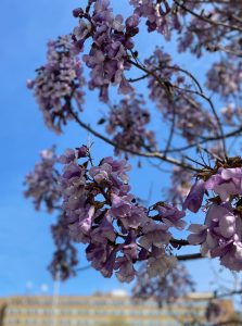 The foxglove tree, Paulownia, lilac flowers, blue sky