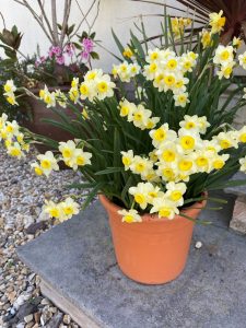 daffodil minnow, dutchgrown bulb trial
