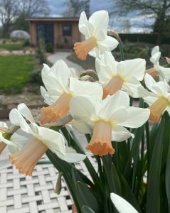 daffodil, Jaydee, flower, bulb