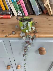 Ceropegia woodii, String of Hearts, plant