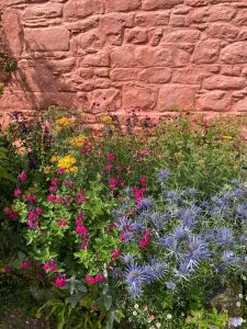 Dyffryn Fernant Garden, garden plants, flowers