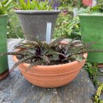 Pineapple lily, Eucomis, pot plant