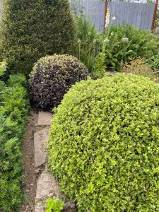 Garden, clipped balls, topiary