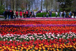 Massed tulip flowers at Keukenhof Garden