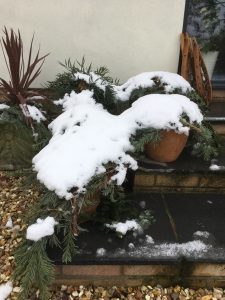 Pots covered with fir branches and snow