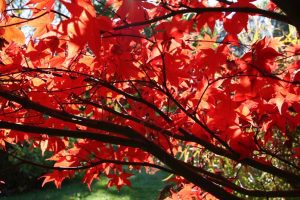Japanese maple tree, red leaves on a branch
