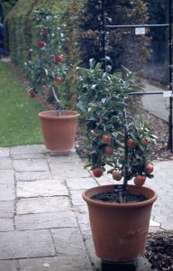 apple trees in pots