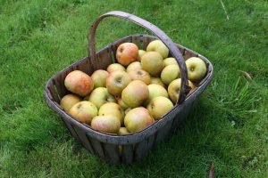 apples in a basket on grass