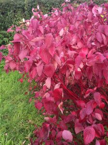 red leaves on a dogwood bush
