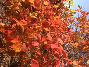 Cotinus coggygria Flame, smoke tree. red leaves on bush