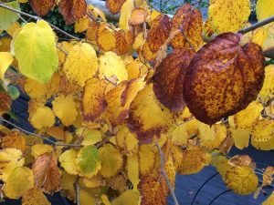 yellow leaves on a bush, witch hazel, Hamamelis mollis
