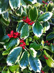 red berries on a variegated holly tree