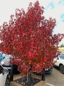 Red leaf tree, Sweet Gum tree,