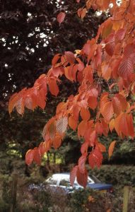 coloured leaves on a cherry tree in autumn