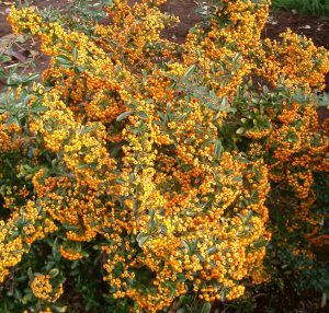 shrub with yellow berries, pyracantha, firethorn