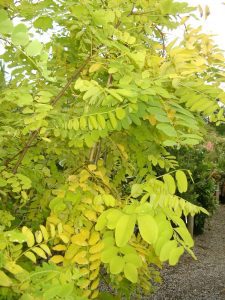 Yellow leaves of Robinia Frisia