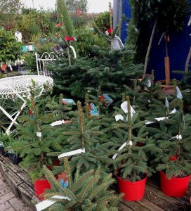 Pot grown Christmas trees, Real Christmas trees