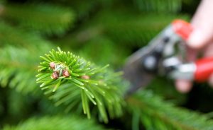 Real Christmas tree, shoot and secateurs