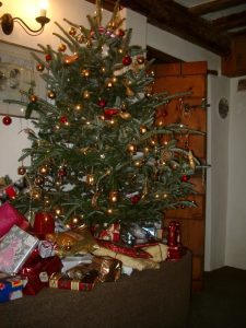 Fraser fir tree, Real Christmas tree