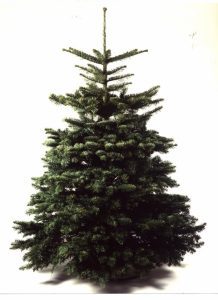 Real Christmas tree, Nordmann fir tree