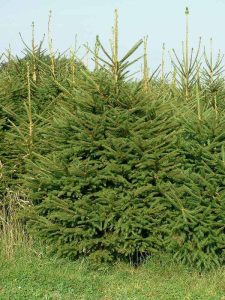 Norway spruce Christmas tree in the field