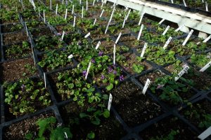 sweet violet cuttings in trays