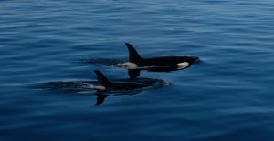 orca, killer whales