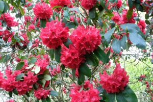 Red flower, Rhododendron