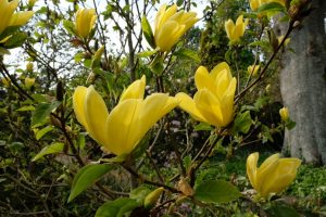Yellow flower, Magnolia, Lois,