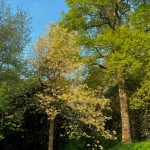 Meliosma alba, trees