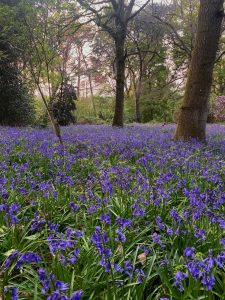 Borde Hill Gardens, bluebells, woodland