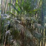 Chusan palm tree and bamboo