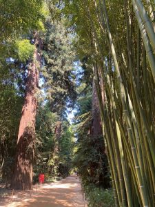 Sequoia, bamboo, bamboos, avenue, bamboo garden