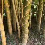 bamboo, bamboos, culms