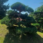 cloud pruned pine tree