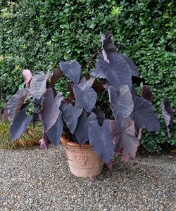 Calocasia esculenta Black Magic, purple plant in a pot
