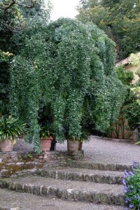 A weeping tree, Styphnolobium japonica pendula