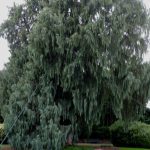 Weeping conifer, Cupressus casmerianaa