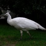 white peahen, bird