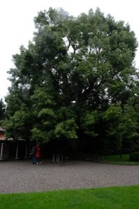 Camphor tree, Cinnamomum camphora