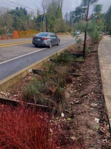 SuDS by road, sustainable drainage system, rain garden