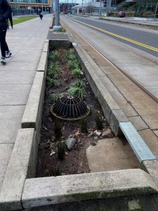 Sustainable Drainage Systems in action, roadside